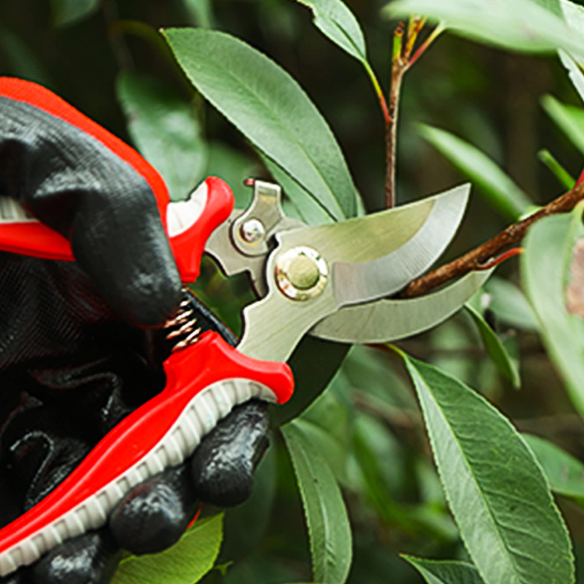 Garden Pruning Shears, Hand Gardening Cutter, Professional Garden Scissors with Straight Stainless Steel Blade, Ultra Sharp Clippers Scissors for Trimming, Fruits, Flowers, Plants - Image 3